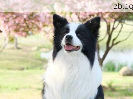 2024最吉利的狗名边牧(名字既洋气又吉利)