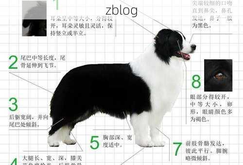 2024最吉利的狗名边牧(名字既洋气又吉利)