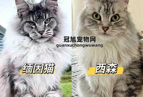 挪威森林猫和缅因猫的区别(谁更像一只小狮子)