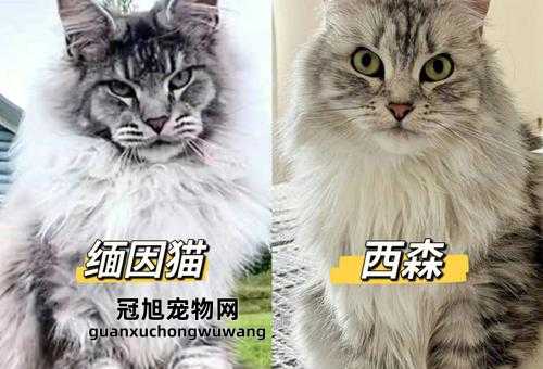 挪威森林猫和缅因猫的区别(谁更像一只小狮子)