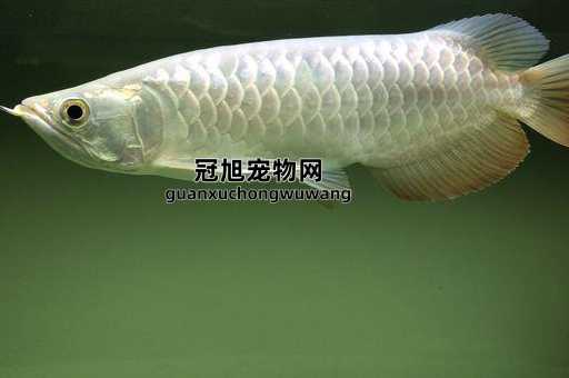 银龙鱼喜欢开灯还是不开灯(晚上关灯睡得香)