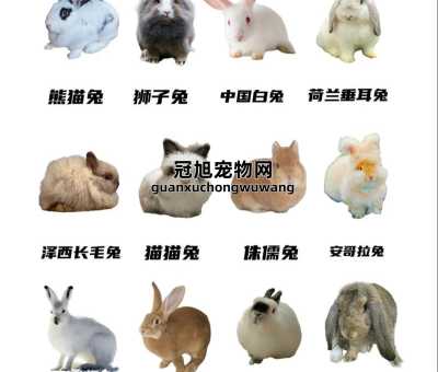 兔子的品种大全34个品种(总有一款适合你)