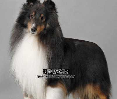 喜乐蒂牧羊犬的优点和缺点(养它真的不掉毛吗)
