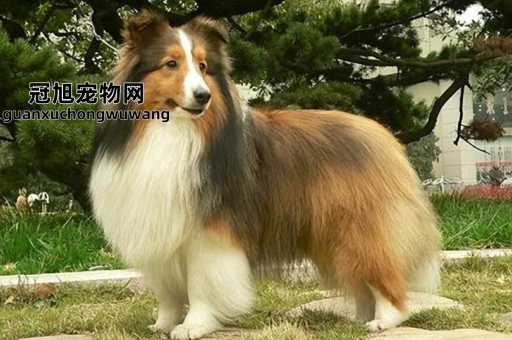 喜乐蒂牧羊犬的优点和缺点(养它真的不掉毛吗)