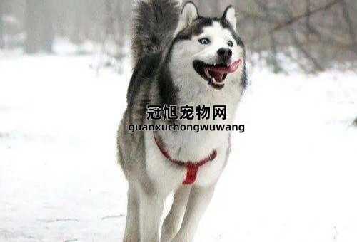 哈士奇是大型犬还是中型犬(它到底算大型犬还是中型犬呢)