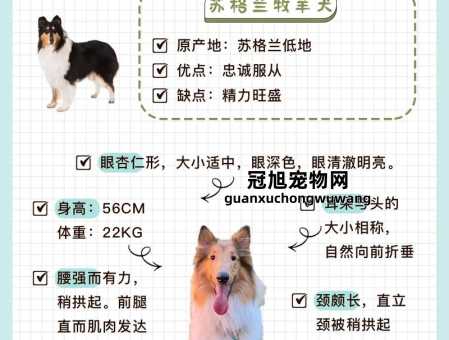 苏俄牧羊犬和苏格兰牧羊犬(谁更能陪伴你度过漫长岁月)