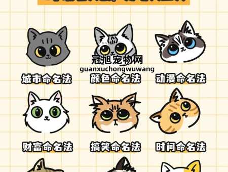 宠物猫名字可爱洋气有创意(到底怎么取才好)