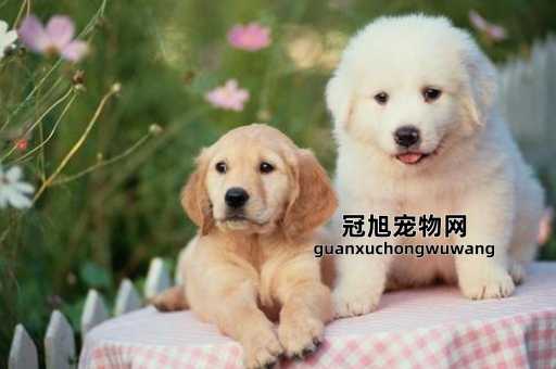 自从养了狗之后运气很不好(养狗后运气变差怎么办)