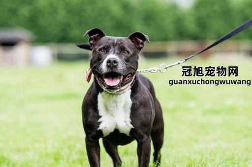 自从养了狗之后运气很不好(养狗后运气变差怎么办)