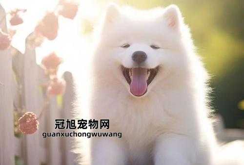 萨摩耶纯种和不纯种的区别(纯种萨摩耶的眼睛应该是什么形状和颜色)