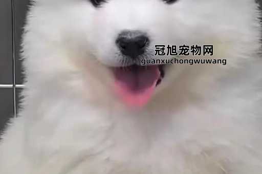 萨摩耶纯种和不纯种的区别(纯种萨摩耶的眼睛应该是什么形状和颜色)