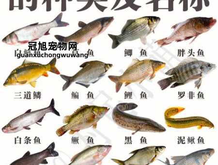100种淡水鱼类名称大全(一起来涨知识吧)
