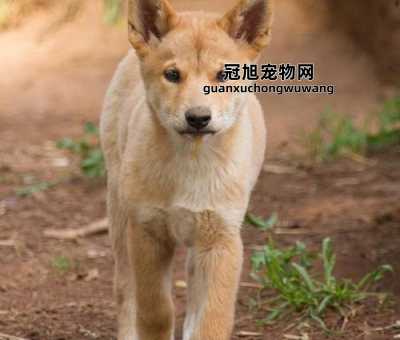 养中华田园犬的优点和缺点(还有哪些缺点呢)