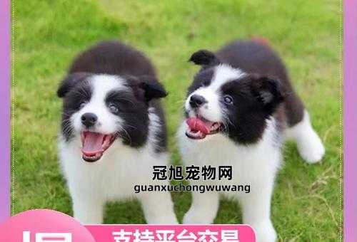 喜乐蒂牧羊犬和边牧的区别(是选择喜乐蒂还是边牧)