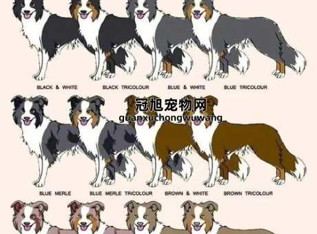 喜乐蒂牧羊犬和边牧的区别(是选择喜乐蒂还是边牧)