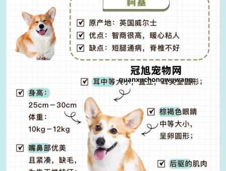 彭布罗克威尔士柯基犬价格(到底买哪种才划算)
