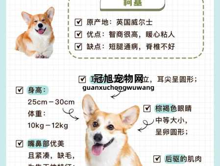 彭布罗克威尔士柯基犬价格(到底买哪种才划算)