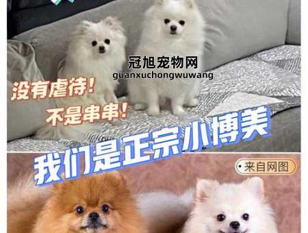 美系博美和英系博美的区别(哪种更适合你的生活)