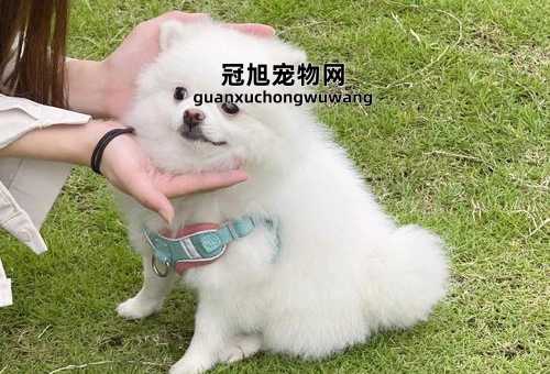 美系博美和英系博美的区别(哪种更适合你的生活)