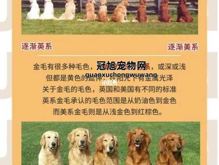 赛级金毛和普通金毛的区别(价格差距有多大)