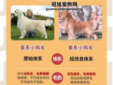赛级金毛和普通金毛的区别(价格差距有多大)
