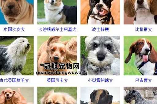 狗狗名字大全洋气点的母狗(有什么好听的英文名)