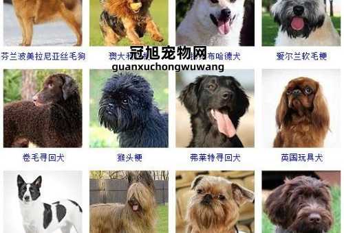 狗狗名字大全洋气点的母狗(有什么好听的英文名)