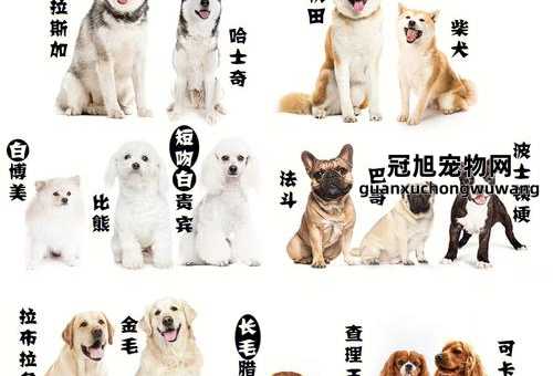 爱斯基摩犬和哈士奇的区别(谁更适合成为你的毛孩子)