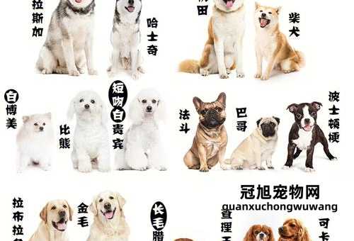 爱斯基摩犬和哈士奇的区别(谁更适合成为你的毛孩子)