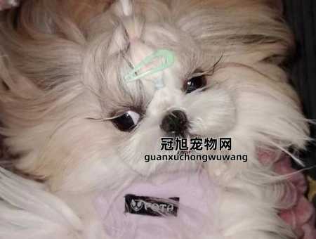 16个不能养西施犬的理由(你负担得起吗)