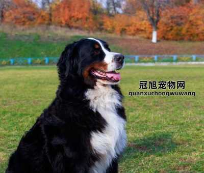 圣伯纳犬和伯恩山犬的区别(哪个更符合你对忠诚伙伴的期待)