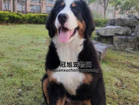圣伯纳犬和伯恩山犬的区别(哪个更符合你对忠诚伙伴的期待)