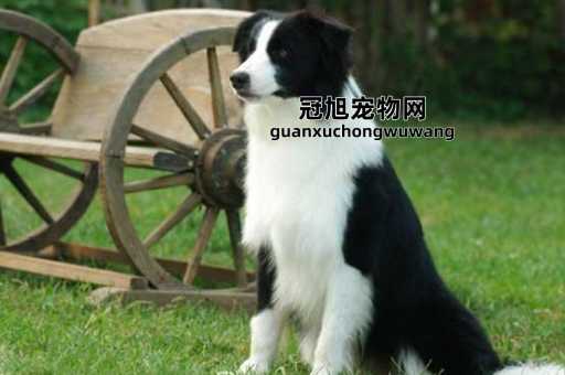 边境牧羊犬几个月开始训练(训练它需要多长时间)