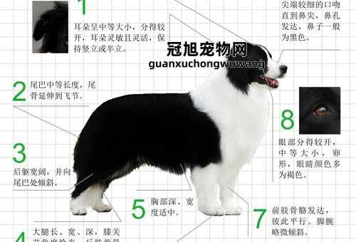 边境牧羊犬几个月开始训练(训练它需要多长时间)
