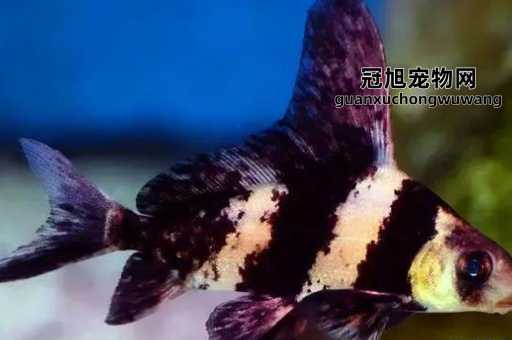 十大名贵冷水观赏鱼排行榜(到底哪种最值得入手)