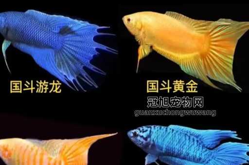 十大名贵冷水观赏鱼排行榜(到底哪种最值得入手)