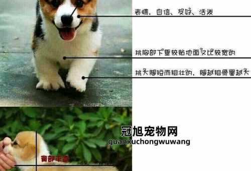 威尔士柯基犬的优点和缺点(优点和缺点你都了解吗)