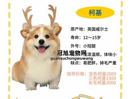 威尔士柯基犬的优点和缺点(优点和缺点你都了解吗)