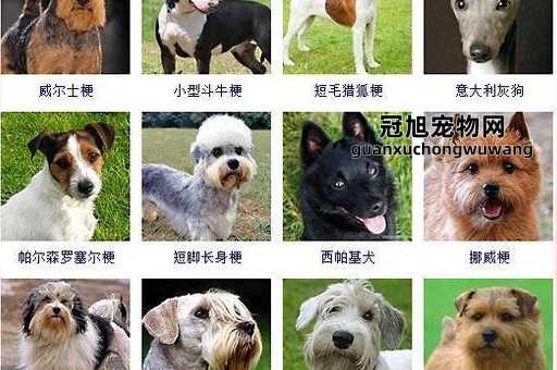 宠物狗狗的品种及名字大全(想取个特别又好听的)