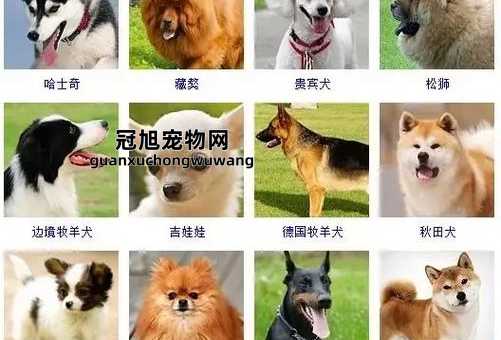 宠物狗狗的品种及名字大全(想取个特别又好听的)