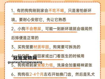 养狗需要注意的事项和细节(它们真的可以独来独往吗)
