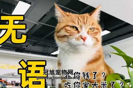 晚上门外有猫叫千万别出去(  你敢不相信这个民间传说)