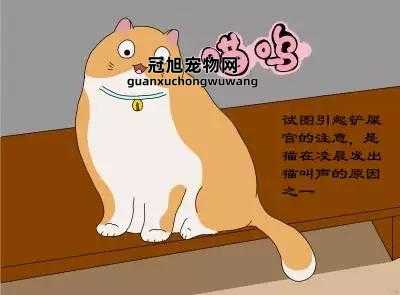 晚上门外有猫叫千万别出去(  你敢不信这个民间传说吗)