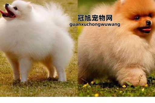 球体博美和普通博美区别(分析适合新手饲养的特点)