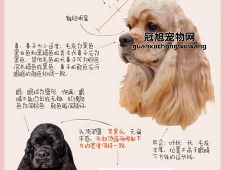 英国可卡和美国可卡的区别(谁更活泼好动)