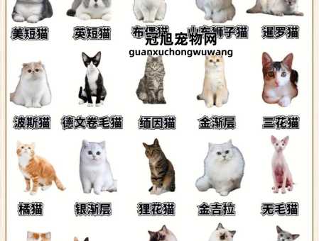 养英国短毛猫的优点和缺点(还是只想吃吃睡睡)