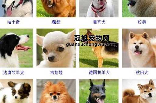 12种超稀有的狗狗品种( 分享一些超稀有的狗狗品种)