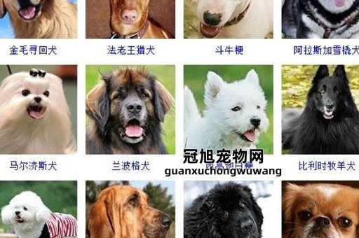 12种超稀有的狗狗品种( 分享一些超稀有的狗狗品种)