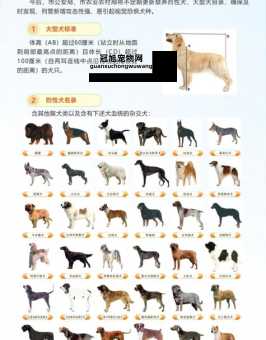 中华田园犬被列入禁养名单(谁敢动我们祖宗)