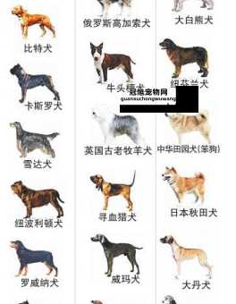 中华田园犬被列入禁养名单(谁敢动我们祖宗)
